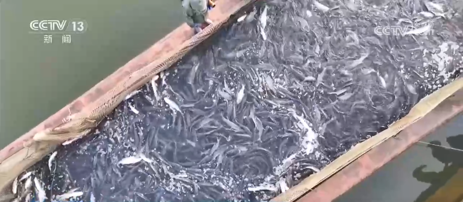 多彩非遗活动“解锁”热闹中国年 各地年货市场开启“热购模式”(图4)